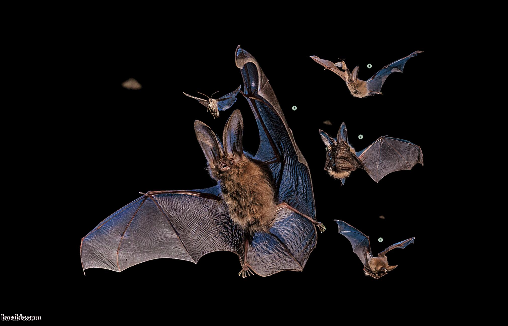 تصوير مارك ثيسن