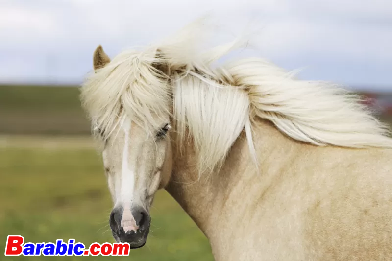 جيجا إينارسدوتير / لحظة / جيتي حصان بالومينو الأيسلندي