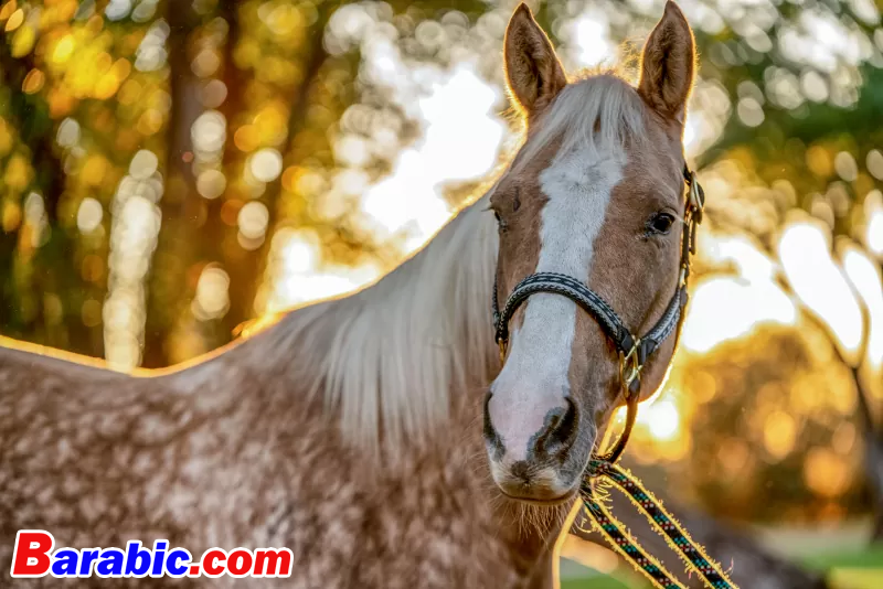 جراندرايفر / E+ / جيتي الذهب والأبيض رصدت بالومينو الحصان