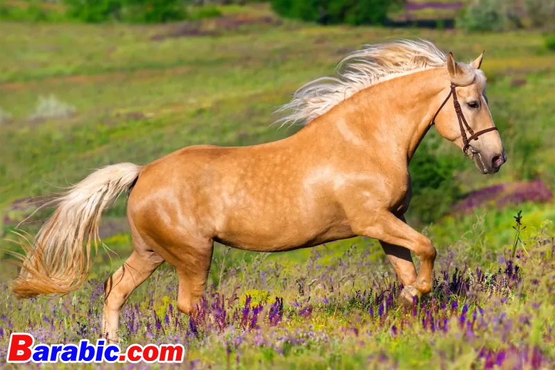 98 اسم حصان بالومينو لتتناسب مع جمالهم