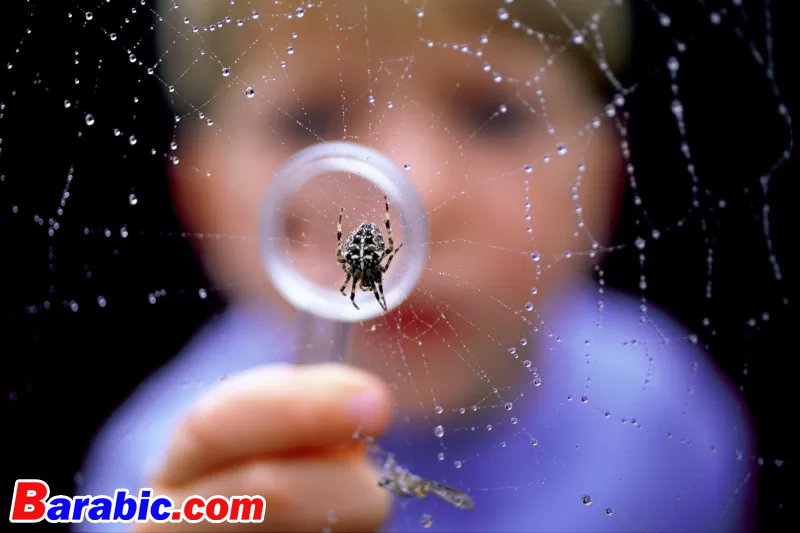 تحلم بالعناكب