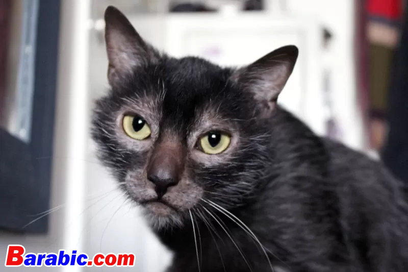 أنجيلا إيمانويلسون / EyeEm عبر غيتي إيماجيس