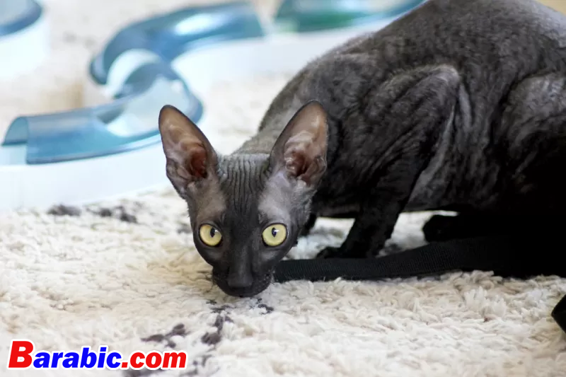 أنجيلا إيمانويلسون / EyeEm عبر غيتي إيماجيس