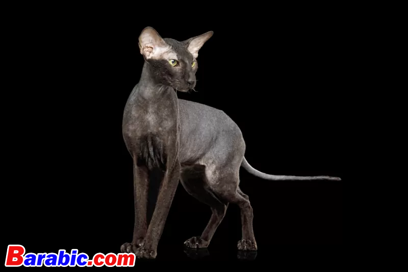 سيريغراف / iStock عبر غيتي إيماجيس