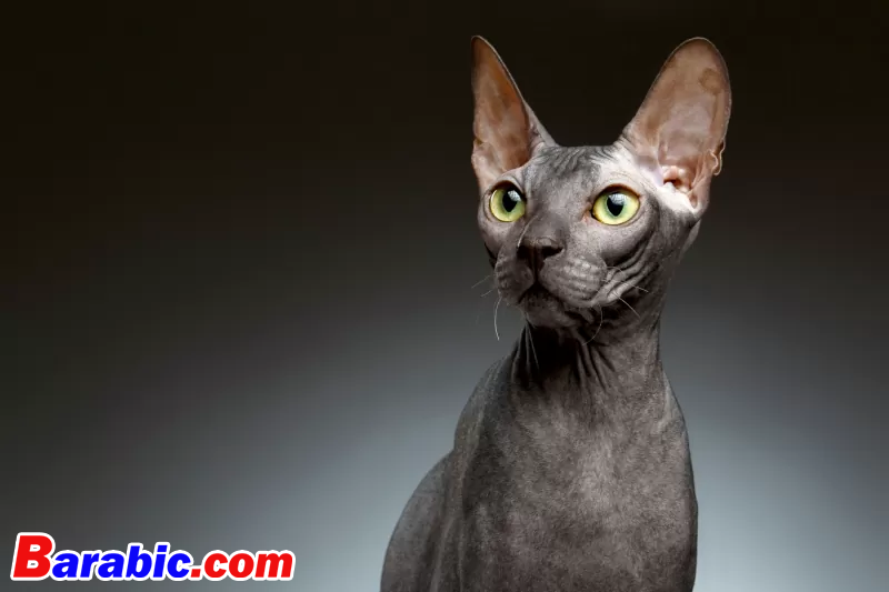 سيريغراف / iStock عبر غيتي إيماجيس