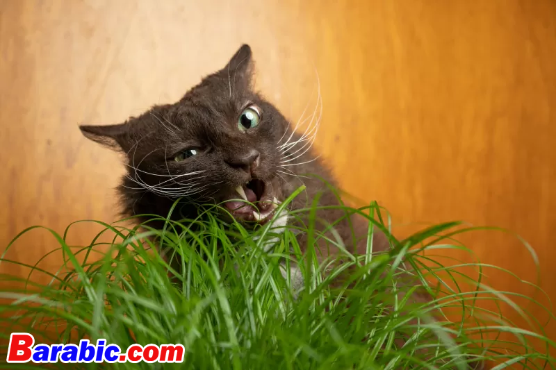 نيلز جاكوبي / iStock عبر غيتي إيماجيس