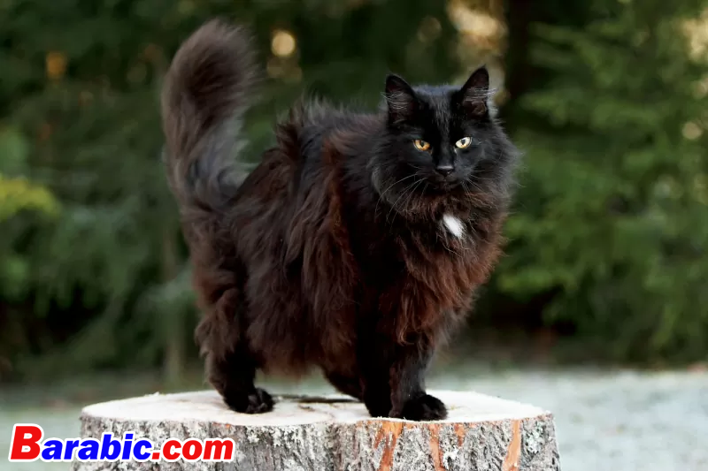 غير محدد غير محدد / iStock عبر Getty Images