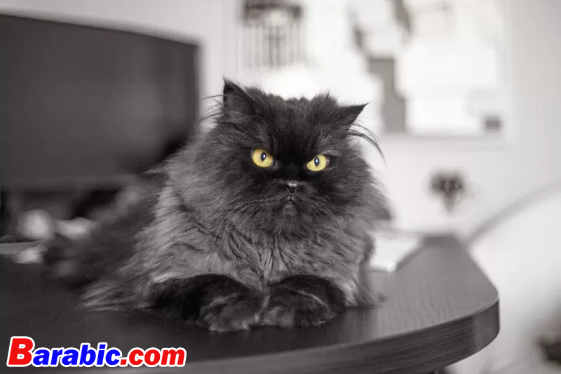 سانجا بالجكاس / لحظة عبر غيتي إيماجيس