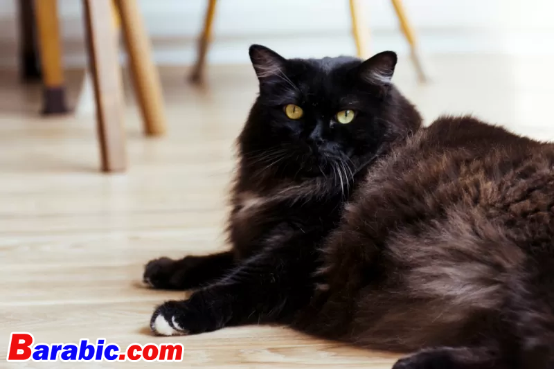 نعومي رحيم / لحظة عبر غيتي إيماجيس