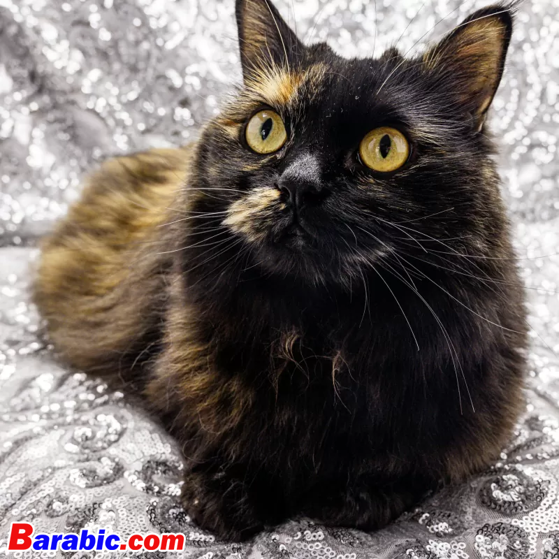 تي جي فوتوغرافي / iStock عبر جيتي إيماجيس