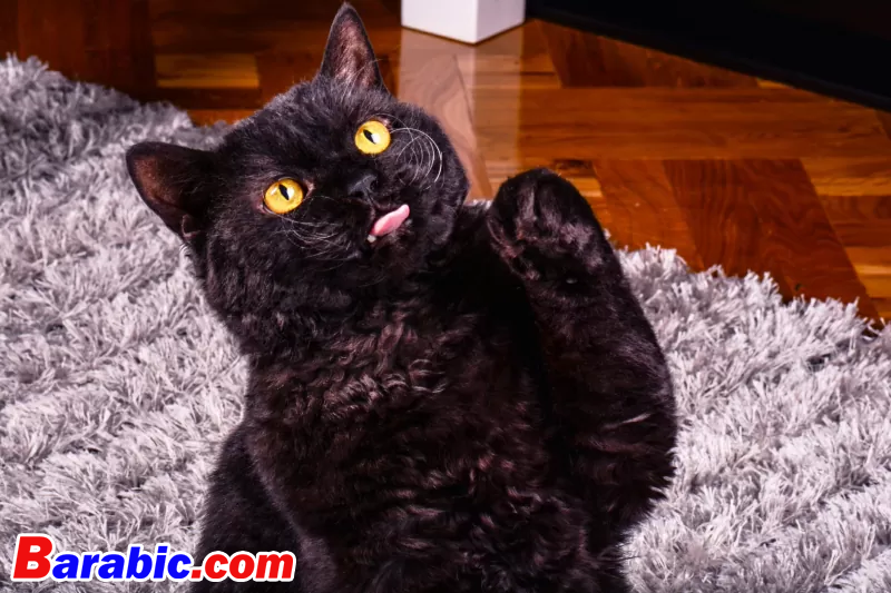 كريستينا تريميلوفا / iStock عبر غيتي إيماجيس