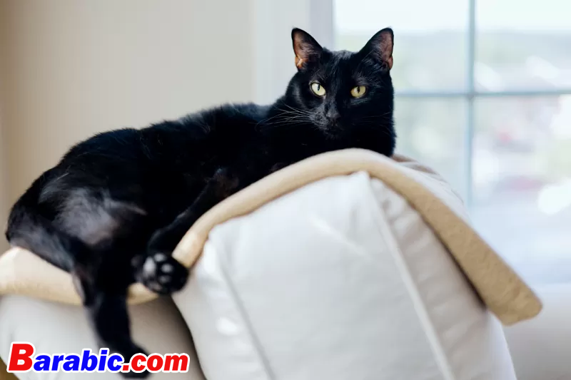 غريس كاري / لحظة عبر غيتي إيماجيس