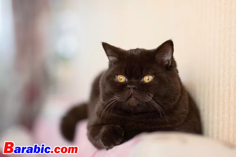 mehmetugurozer / iStock عبر غيتي إيماجيس