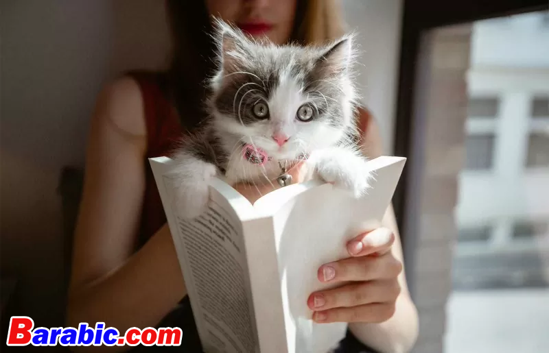 101 أسماء القطط الأدبية الشهيرة (العثور على تحفة)