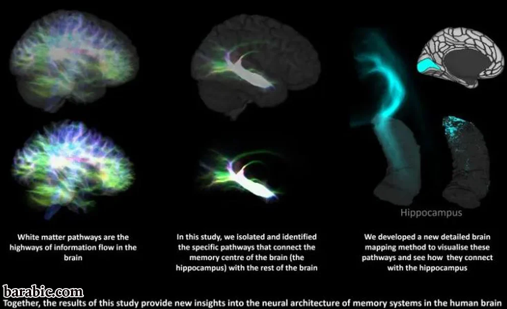 رسم بياني يوضح عملية رسم خرائط الحصين التي قام بها فريق جامعة سيدني (مارشال دالتون / جامعة سيدني)