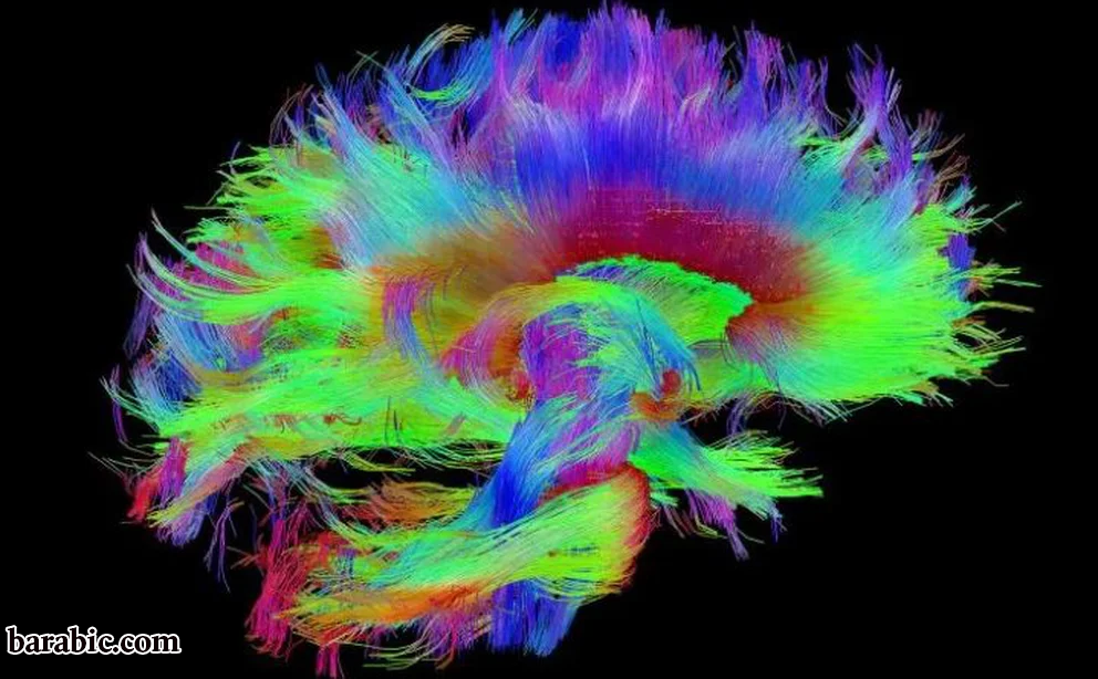 يكشف "مخطط الأسلاك" المفصل للغاية للدماغ البشري عن العديد من الاتصالات المتنوعة (مشروع الشبكة العصبية البشرية)