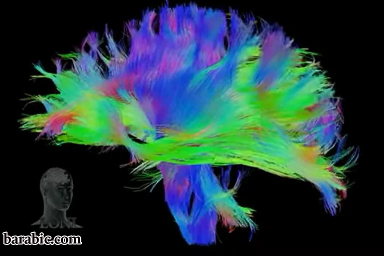 قدموا الخريطة الأكثر تفصيلا لمركز الذاكرة في الدماغ