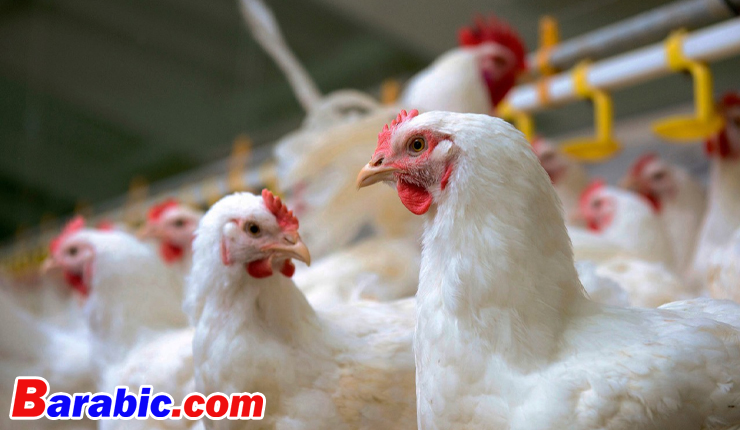 مصر تتعاقد على استيراد 25 ألف طن دواجن برازيلية مجمدة