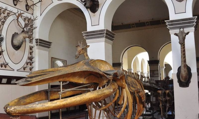 أسبوع الموضة المصري الأول يحتفي بتراث البلاد وحضاراتها القديمة