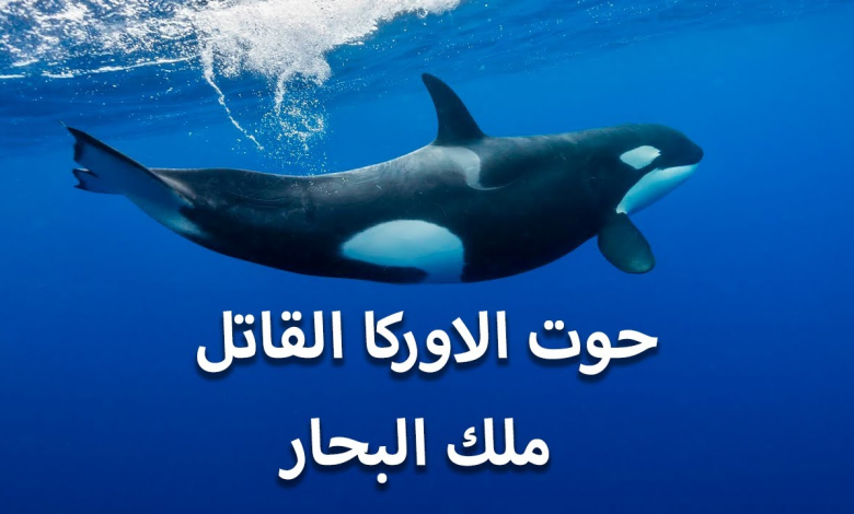 كم وزن حوت الاوركا