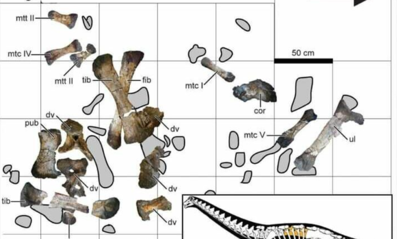 يوثق علماء الأحافير 75 مليون عام من الديناصور في مصر