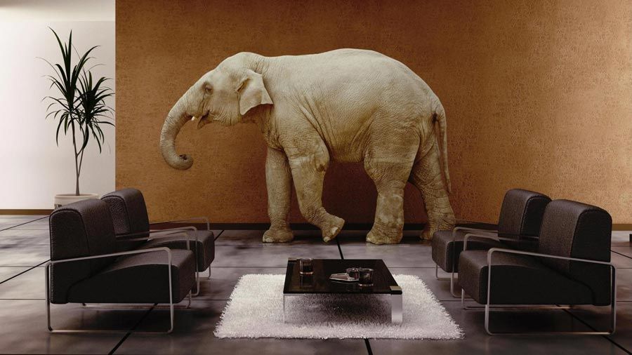 فيل في غرفة معيسة