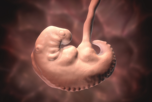 تنمية الطفل - 4 أسابيع من الحمل