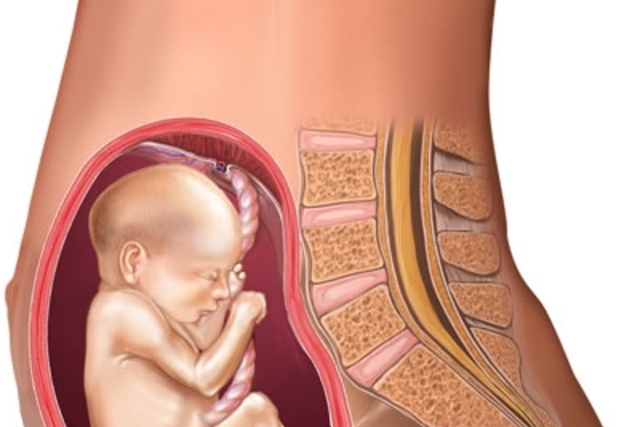 تنمية الطفل - 21 اسابيع الحامل