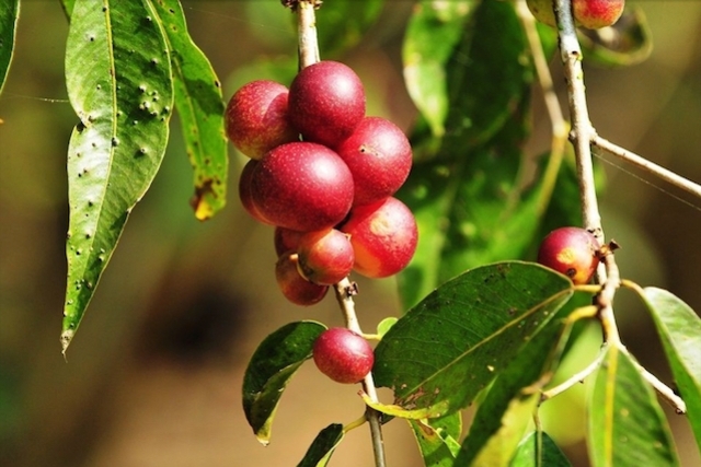 Camu-camu - الفاكهة التي تحتوي على المزيد من فيتامين ج