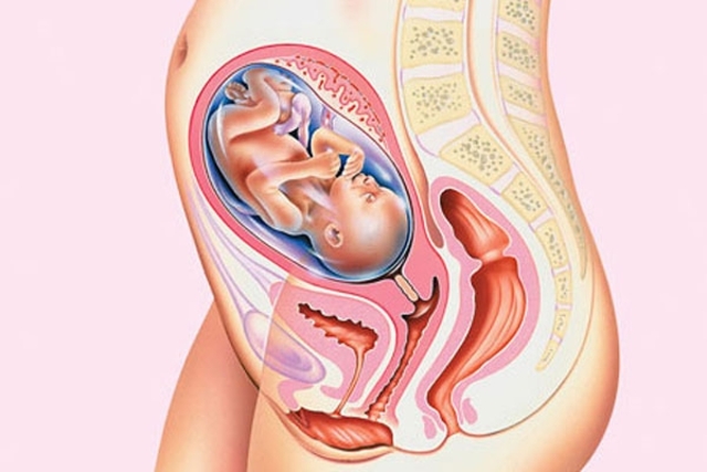 نمو الطفل – 25 أسبوعا من الحمل