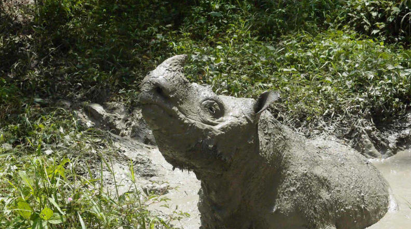 آخر وحيد القرن ماليزي ذكر سومطرة يموت